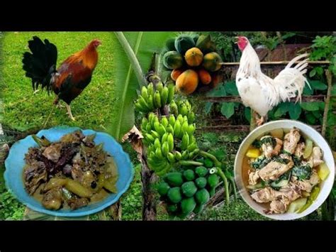binatang pinoy|Ginataang Native Na Manok At Tinola .